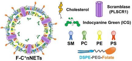 Membrane cholesterol enrichment and folic acid functionalization lead to increased accumulation of erythrocyte-derived optical nano-constructs within the ovarian intraperitoneal tumor implants in mice