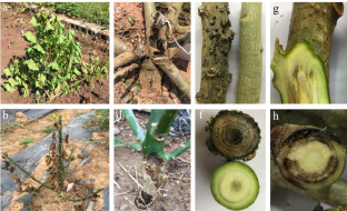 Pathogenicity and identification of Lasiodiplodia theobromae causing Jatropha curcas stem canker in Yunnan, China