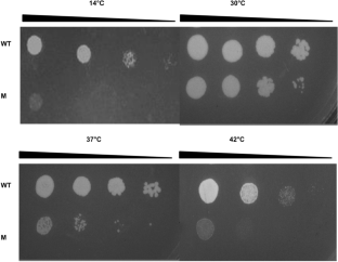 Saccharomyces cerevisiae survival against heat stress entails a communication between CCT and cell wall integrity pathway.