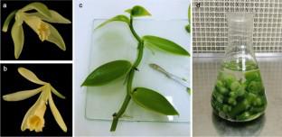 Direct and indirect in vitro regeneration of Vanilla odorata C. Presl. and V. pompona Schiede, two aromatic species with potential relevance for future vanillin production