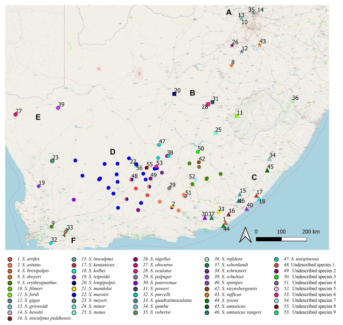 Geometric Morphometric Analysis of Ocular Patterns as a Species Identifier in the South African Endemic Trapdoor Spider Genus Stasimopus Simon, 1892 (Araneae, Mygalomorphae, Stasimopidae)