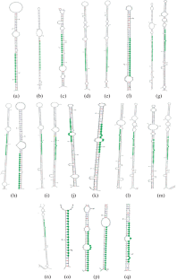 Computational Identification of Citrus reticulata L. microRNAs and the Cis-Acting Regulatory Elements to Predict the Expression Probability of Their Respective MIR Genes