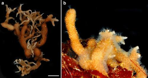 Alcyonidium kuklinskii sp. nov., a new species of Antarctic ctenostome bryozoan with a key to all Antarctic species of the genus