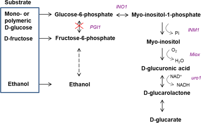 Production of d-glucaric acid with phosphoglucose isomerase-deficient Saccharomyces cerevisiae