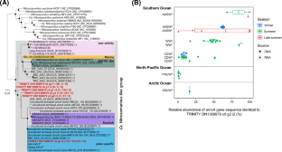 Transcriptomic Insights into Archaeal Nitrification in the Amundsen Sea Polynya, Antarctica