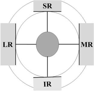 Development of the extraocular muscles during the fetal period