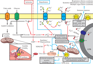 Ischemia–Reperfusion Injury: Molecular Mechanisms of Pathogenesis and Methods of Their Correction