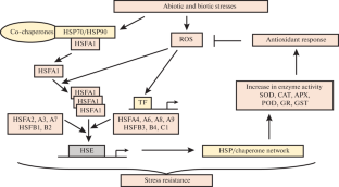 Heat Shock Proteins in Plant Protection from Oxidative Stress