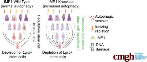 IGF2BP1/IMP1 Deletion Enhances a Facultative Stem Cell State via Regulation of MAP1LC3B