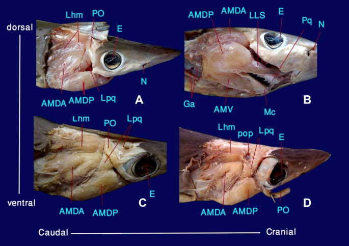 Anatomical variation between the muscles of mastication in black-tip shark (Carcharhinus limbatus) and shovelnose ray Fish (Glaucostegus typus)