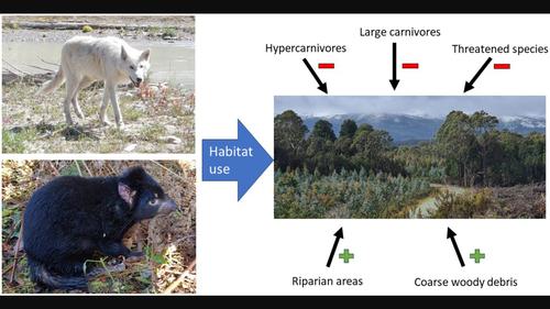 A systematic global review of mammalian carnivore responses to production forests