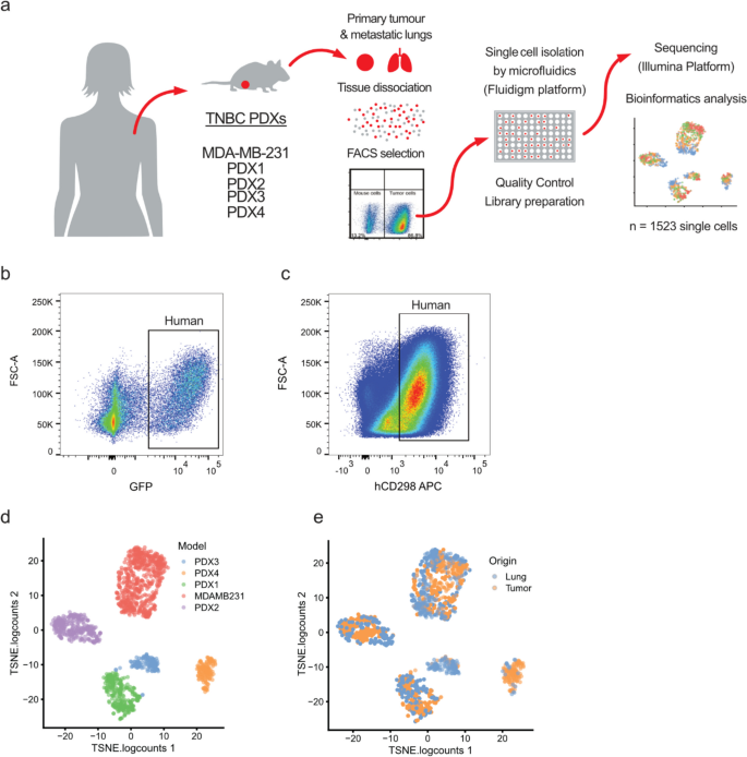 Single-cell Analysis Reveals Inter- and Intratumour Heterogeneity in Metastatic Breast Cancer