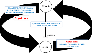 Crosstalk between muscle and bone