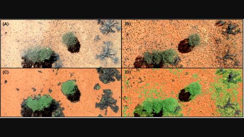 Tracking landscape scale vegetation change in the arid zone by integrating ground, drone and satellite data