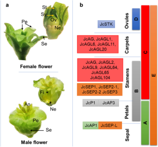 Genes Involved in the Transition and Floral Sexual Differentiation of Jatropha curcas L