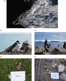 Arthropods, nematodes, fungi, and bacteria associated with penguin carrion in Barton Peninsula, King George Island, Antarctica