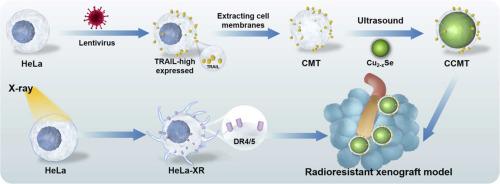 TRAIL-driven targeting and reversing cervical cancer radioresistance by seleno-nanotherapeutics through regulating cell metabolism