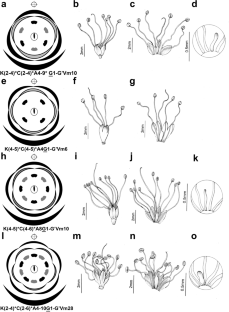 Comparative floral development in Mimosa (Fabaceae: Caesalpinioideae) brings new insights into merism lability in the mimosoid clade