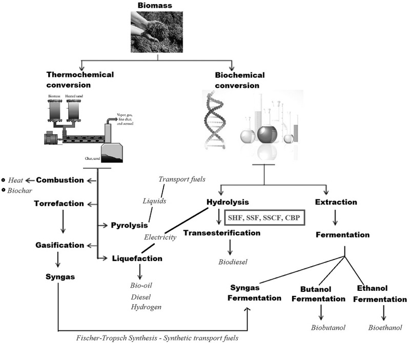 Engineered yeasts and lignocellulosic biomaterials: shaping a new dimension for biorefinery and global bioeconomy.