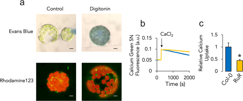 An <i>Arabidopsis</i> mutant line lacking the mitochondrial calcium transport regulator MICU shows an altered metabolite profile.