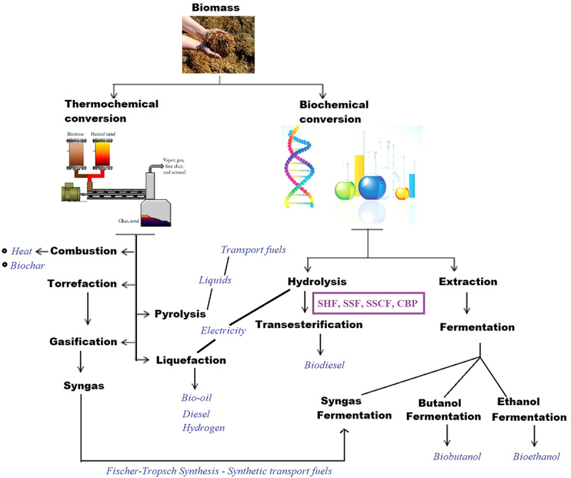 Engineered yeasts and lignocellulosic biomaterials: shaping a new dimension for biorefinery and global bioeconomy.