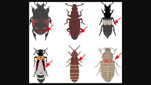 When a key innovation becomes redundant: Patterns, drivers and consequences of elytral reduction in Coleoptera