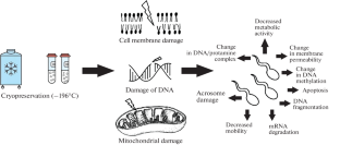 Current Trends in the Application of Stem Cells and Their Derivatives in Animal Sperm Cryopreservation