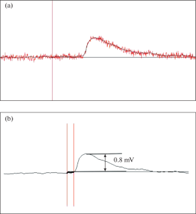 Action of Serotonin Precursor Synthesis 5-Oxytryptophan on EPSP Recorded in Premotor Interneurons of Snail after Formation of Conditioned Defensive Reflex