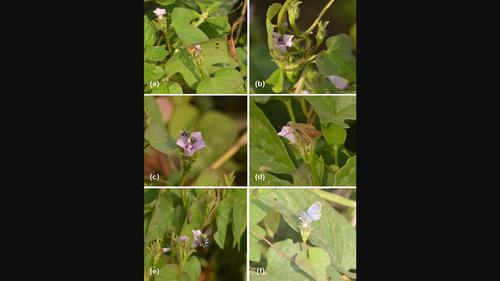 Reproductive biology and pollination ecology of Ipomoea triloba L. (Convolvulaceae): An alien invasive species of the Indo-Burma biodiversity hotspot