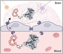 BrainBike peptidomimetic enables efficient transport of proteins across brain endothelium†