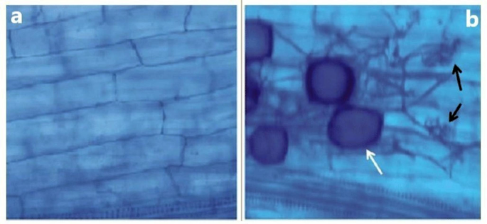 Genotypic variation of tomato to AMF inoculation in improving growth, nutrient uptake, yield, and photosynthetic activity