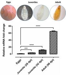 Immune modulation of goat monocytes by Fasciola gigantica Legumain-1 protein (Fg-LGMN-1)