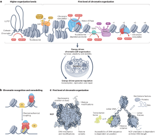 Energy-driven genome regulation by ATP-dependent chromatin remodellers