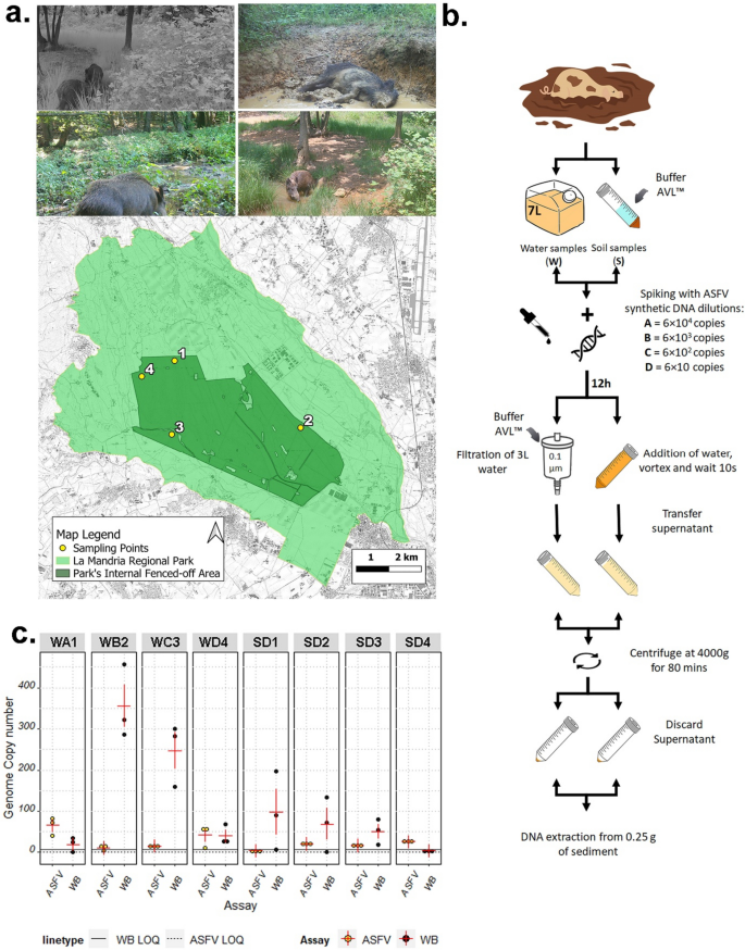 Detection of African swine fever virus and wild boar eDNA in soil and turbid water samples: towards environmental surveillance