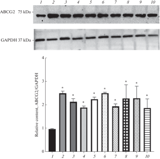 Effect of Sex Hormones on the ABCG2 Transport Protein in Caco-2 Cells