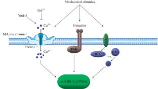 Role of Piezo1 Channels in Mechano-Anabolic Coupling in Rat Soleus Muscle