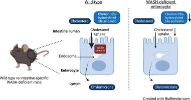 Changes in bile acid composition are correlated with reduced intestinal cholesterol uptake in intestine-specific WASH-deficient mice