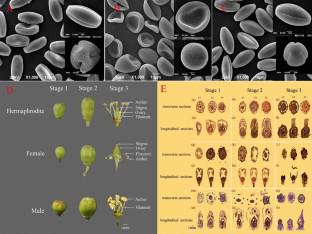 Transcriptome Analysis Reveals Flower Development and the Role of Hormones in Three Flower Types of Grapevine