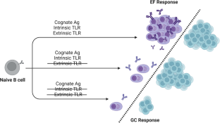 To whom B cells toll extrafollicular responses