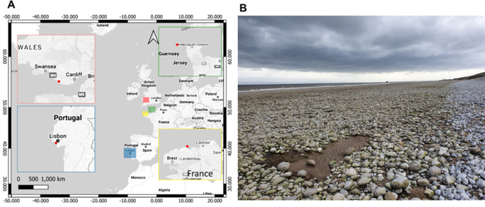 In situ environmental conditions and molecular identification of the photosymbiotic marine worm Symsagittifera roscoffensis