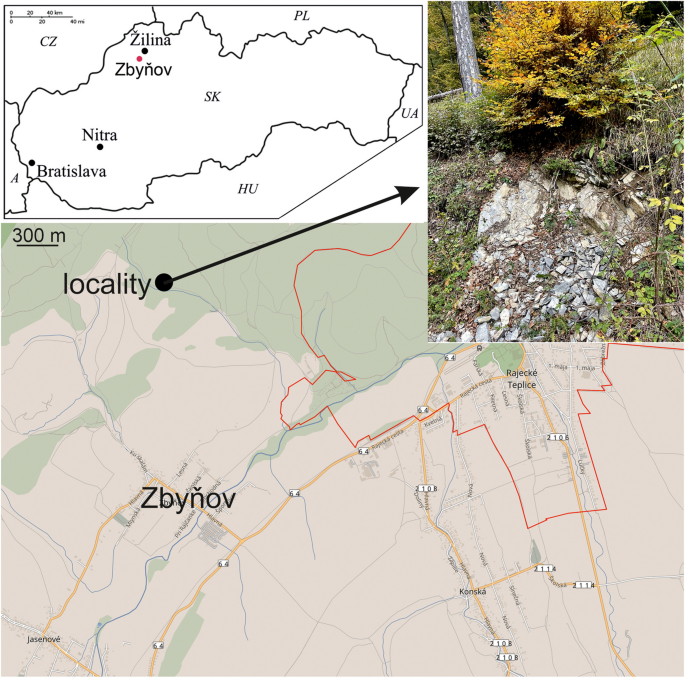 Early Cretaceous Equisetites from Slovakia