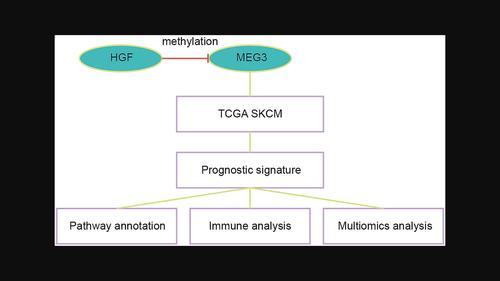 HGF facilitates methylation of MEG3, potentially implicated in vemurafenib resistance in melanoma