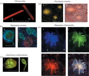 Study of the Spectral Characteristics of the Plant Cell Surface: Occurrence of Azulenes and Biogenic Amines