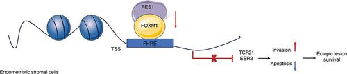 The PES1/FOXM1 heterodimer suppresses TCF21 and ERβ expression in ovarian endometriosis