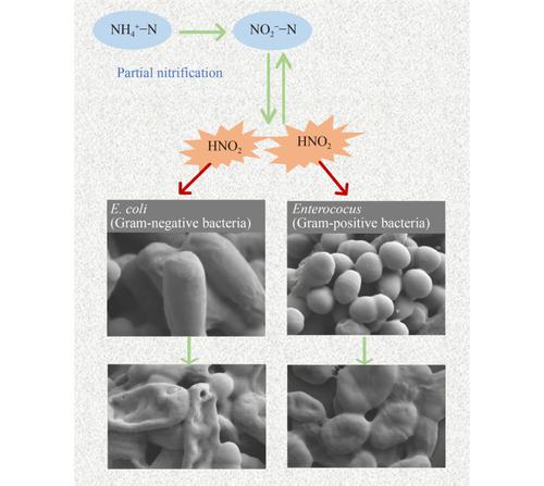 Removal of pathogenic indicator microorganisms during partial nitrification: the role of free nitrous acid