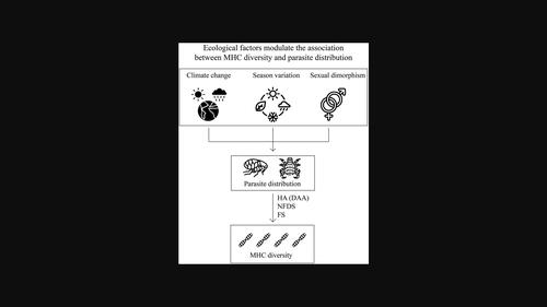 Climate heterogeneity, season variation, and sexual dimorphism modulate the association between MHC II diversity and parasite variation in striped hamster