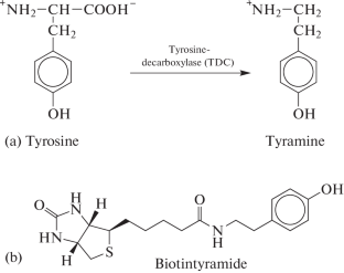 Thyramide Signal Amplification: New Opportunities for DNA in Situ Hybridization