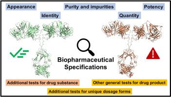 Basic Regulatory Science Behind Drug Substance and Drug Product Specifications of Monoclonal Antibodies and Other Protein Therapeutics