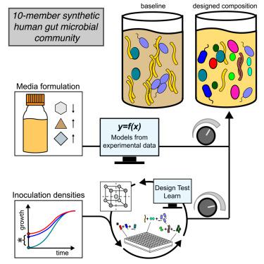 Control points for design of taxonomic composition in synthetic human gut communities