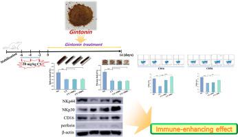 Gintonin upregulates cytokine production and expression of NKp30, NKp44 and NKp44 related to natural killer cell activity on immunosuppressive rat